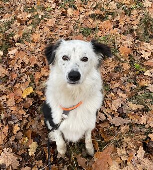 Cash - hledáme nový domov - 4