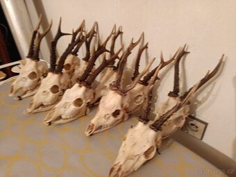 Srnčí lebky s parožím - 4
