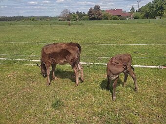 Ochočená Wagyu 50% jalovička - 4