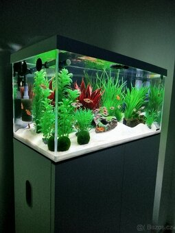 Prodám hromadu akvarijních kytek - 4