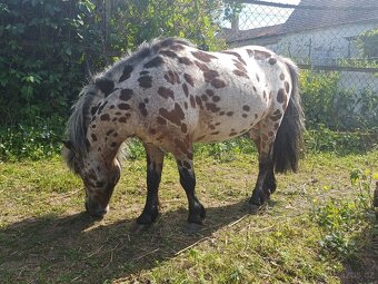 Mini pony - 4