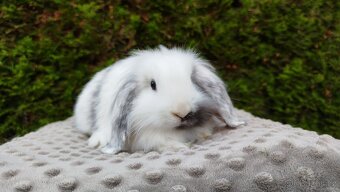 Zakrslý beránek, králíček, králík - MINDY - 4