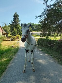 Letošní hřebeček Appaloosa FPD 100% - 4