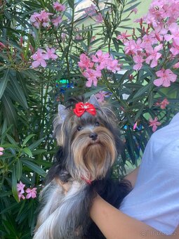 Yorkshire terrier, york - 4