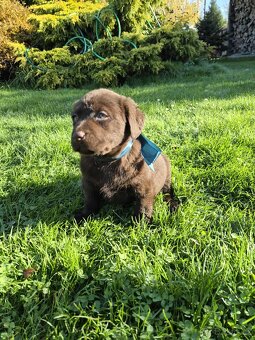 štěně labrador a hnědá fena IHNED - 4