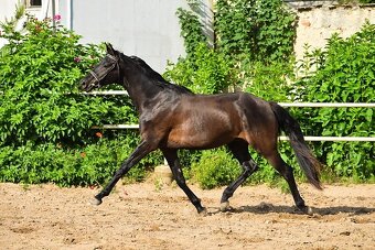 Tříletý drezurní valach - 4