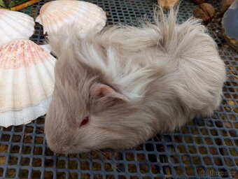 Morčátko holčička - 4