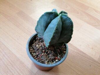 Krásný beztrnný kaktus Astrophytum Myriostigma Nudum - 4