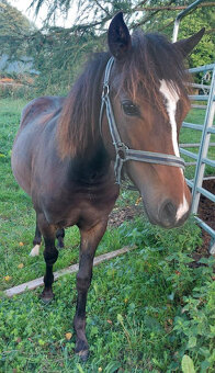 Klisna WPBr roční krásný klus hodná temperament - 4