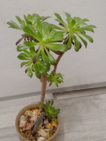 Prodám sukulenty Aeonium arboreum - 4