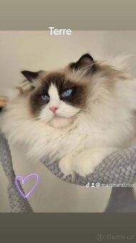 Koťátko Ragdoll s PP - 4