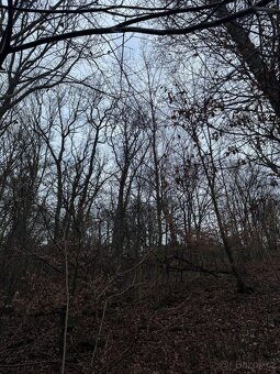 Prodáme lesní pozemek v k.ú. Dobětice - 4