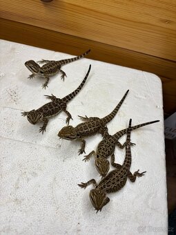 Prodám mláďata agamy vousaté - 4