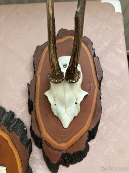 Krásné paroží srnčí - myslivecká trofej - 4