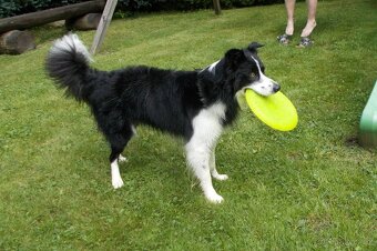 Krytí border kolie bez Pp - 4