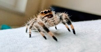 Skákavka královská - Phidippus regius - 4