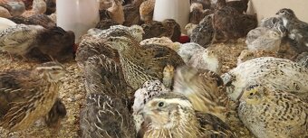 Křepelka japonská - 4