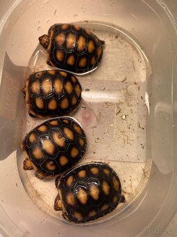 Mláďata - želva uhlířská - 4