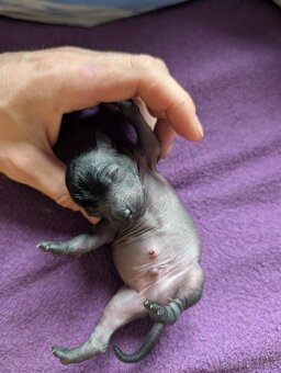 Mexický naháč mini štěňata čistokrevný pes - 4