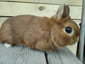 Zakrslý králík - 4