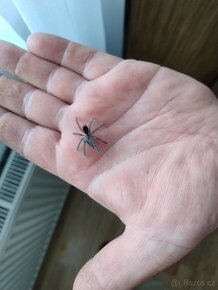 Pamphobeteus platyomma 4.svlek - 4