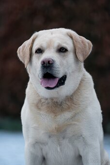 Labradorský Retriever ke krytí - 4