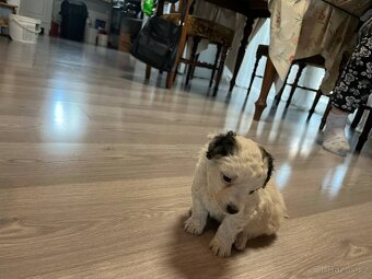 Prodám štěně Jack russel teriér - 4