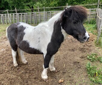 Prodám pony kobylku - 4