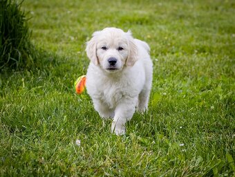 Golden retriever Zlaty retriever šteniatka s pp - 4