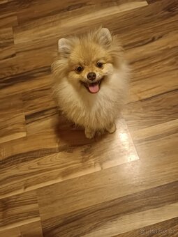 Pomeranian/Zwergspitz s PP - 4