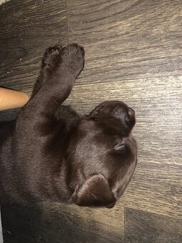 Štěňátka labradora - 4