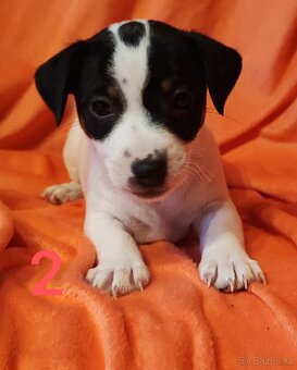 Jack Russell teriér, dvě štěňátka,chlapečci - 4