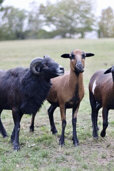 Kamerunský beránek - 4