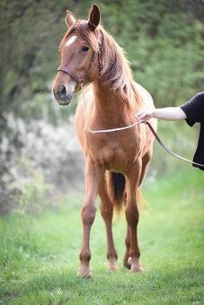 Lusitano klisna PSL úžasná milá povaha - 4