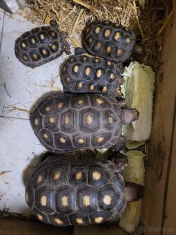 Chovný pár želvy uhlířské - 4