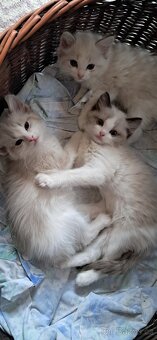 Koťátka ragdoll s PP - 4