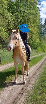 Krásný valach hafling 3 roky - 4