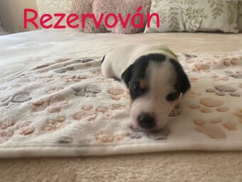 Štěnata Jack Russel Teriér - 4