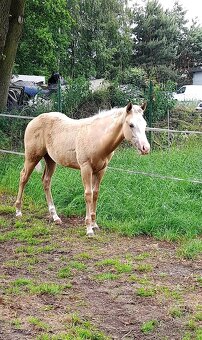 Prodám hřebce plemene Paint Horse - 4