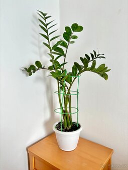 Zamioculcas, výška rostliny 110 cm - 4