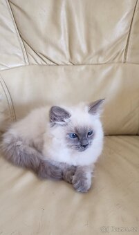 Ragdoll kočička s necuchavou srstí - 4