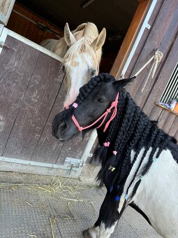 Shetlandský pony roční klisna - 4