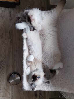 Koťátka s PP Ragdoll - 4