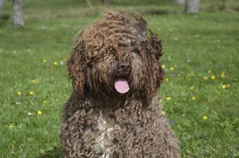 Španělský vodní pes - Perro De Agua Español - s PP - 4