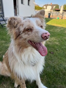 Pes red merle s PP - 4