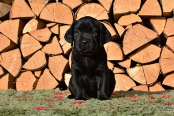 Štěňátka Labradora-Labrador retrievera s PP - 4