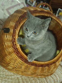 Britská modrá koťata bez PP - 4