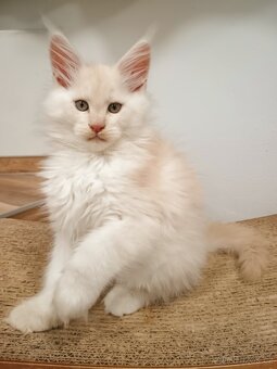 Mainská mývalí s PP - 4