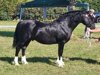 Welsh pony of cob type - hřebeček - 4