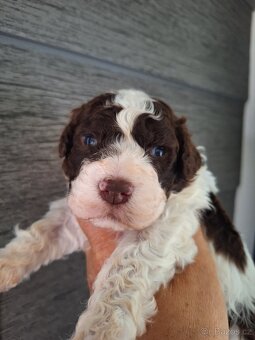 Lagotto romagnolo s PP (italský vodní pes) - 4